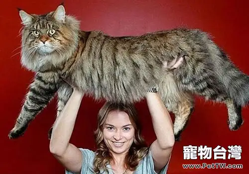 巨型貓咪惹人愛？