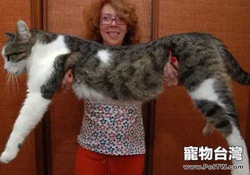巨型貓咪惹人愛？