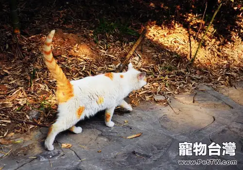 貓黃曲黴素中毒怎麼辦?(1圖)-寵物台灣