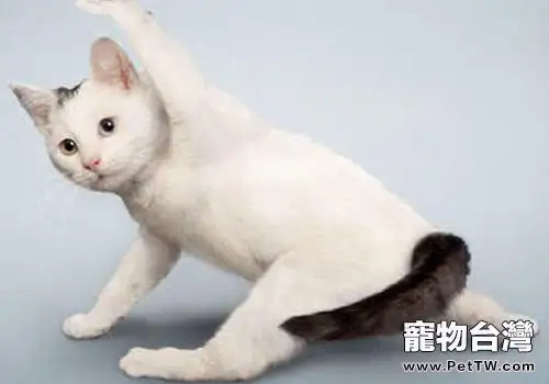 瑜伽：貓咪健身新方法（共3張圖片）-寵物台灣