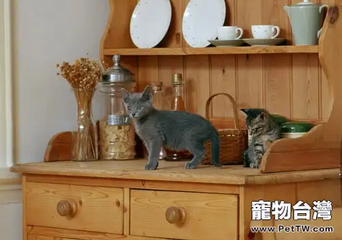 消除家中隱患,讓貓咪健康成長(1圖)-寵物台灣