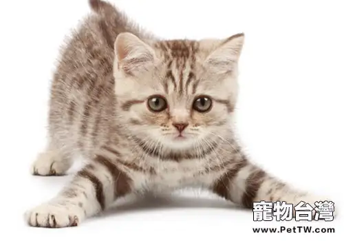 貓咪探秘：它們有哪些奇特的天分？（1圖）-寵物台灣