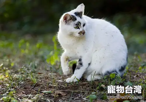 貓咪進化史:成為寵物源於何時?(共2張圖片)-寵物台灣