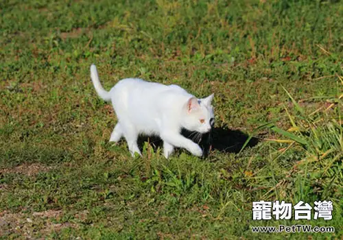  貓咪異食癖的症狀及防治