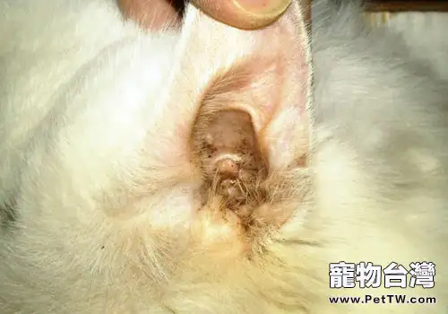 滴耳液治療貓咪耳螨的步驟