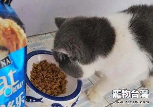 貓咪必須吃貓糧？