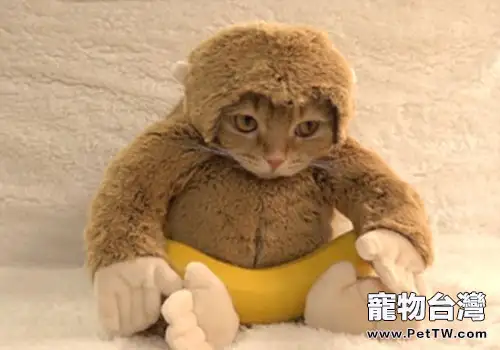 貓咪新式打扮技巧：猴年扮猴
