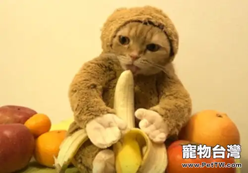 貓咪新式打扮技巧：猴年扮猴