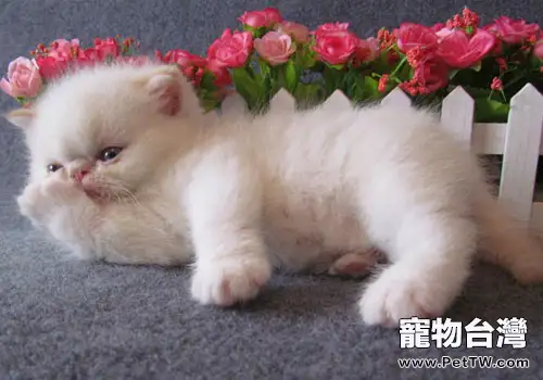加菲貓養育常見問題解決方案(1圖)-寵物台灣