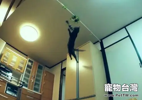 貓咪具有無與倫比的跳躍能力？