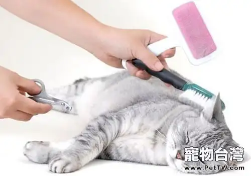 貓咪美容需要準備什麼工具？