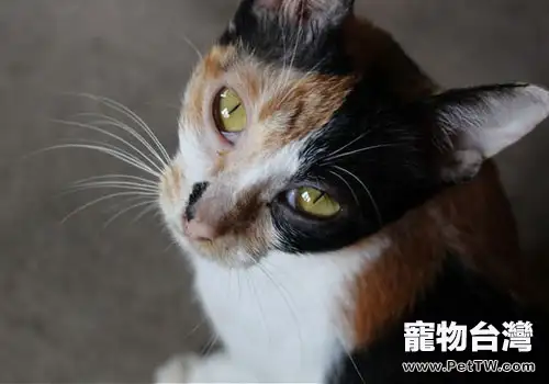 B族維生素與貓咪健康(1圖)-寵物台灣