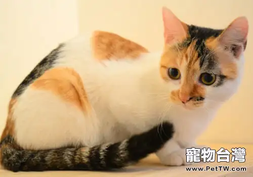 貓咪身上的花斑怎麼產生的？