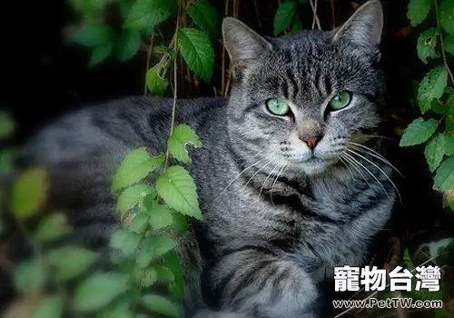 維生素E與貓咪健康(1圖)-寵物台灣