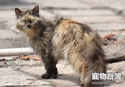  流浪貓安置所：需要愛也需要管理