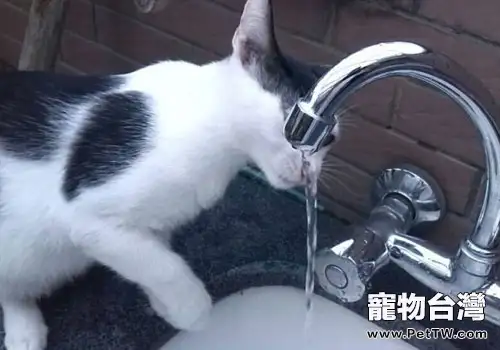 貓咪突然喝很多水是什麼原因？