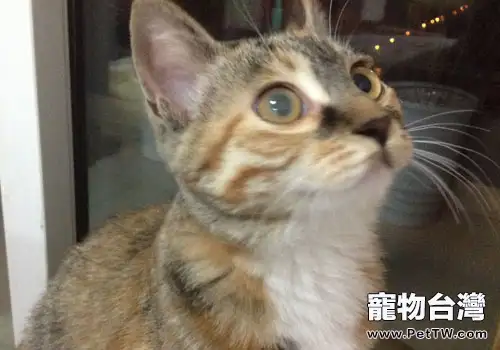 貓咪眼睛渾濁是什麼原因?該怎麼辦? (1圖)-寵物台灣