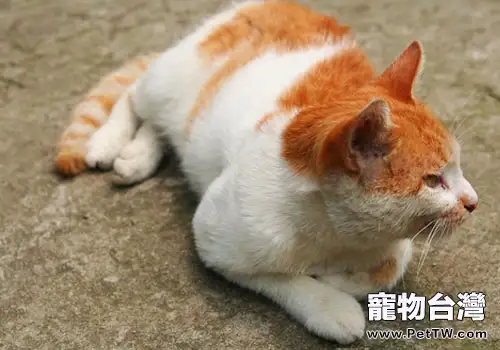維生素D與貓咪健康(1圖)-寵物台灣