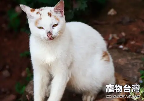 貓咪身上有皮屑是什麼原因?怎麼辦?(1圖)-寵物台灣