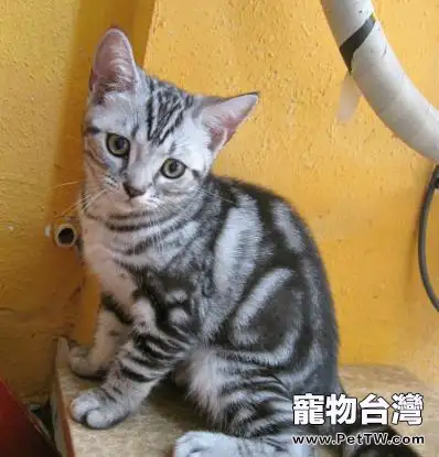 貓咪為什麼喜歡咬紡織品(1圖)-寵物台灣
