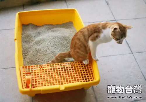 貓砂怎麼使用才能讓貓咪覺得舒適？