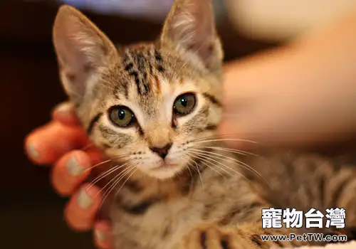 摸貓後被咬?主人表示累覺不愛(共2張圖片)-寵物台灣
