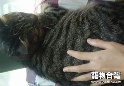 摸貓後被咬?主人表示累覺不愛 摸貓後被咬?主人表示累覺不愛