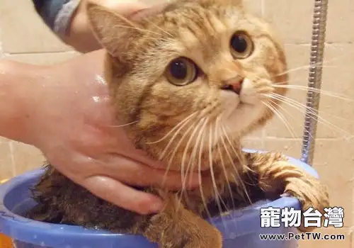 為什麼貓咪洗澡會受驚？該怎麼辦？