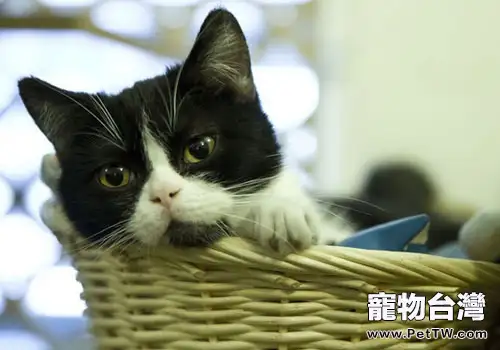 貓咪有哪些難以捉摸的行為？