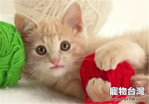常見貓咪玩具的性價比分析報告(1圖)-寵物台灣