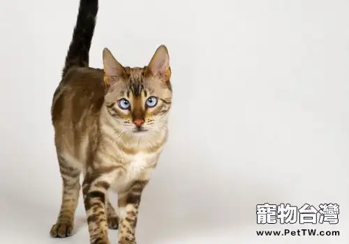 家貓起源於埃及？