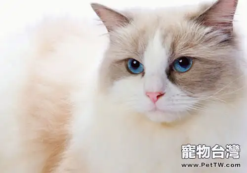 布偶貓排尿不暢是什麼原因?(1圖)-寵物台灣