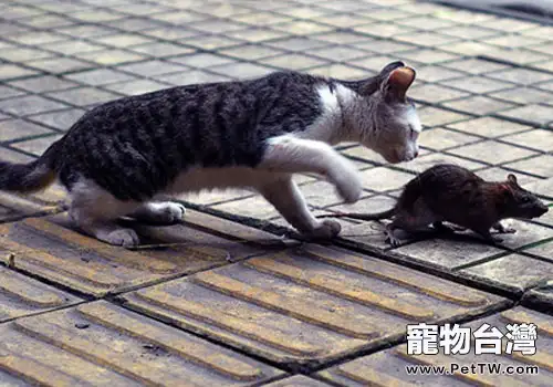 抓老鼠是貓咪與生俱來的本領?(1圖)-寵物台灣