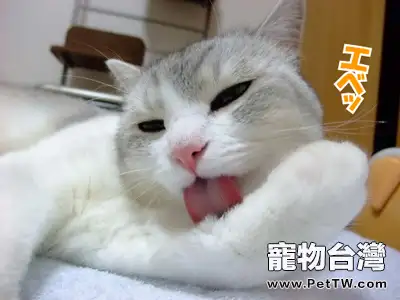貓咪不能吃的食物詳細解說(1圖)-寵物台灣