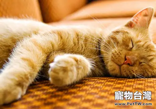  睡覺真的是貓咪的愛好？