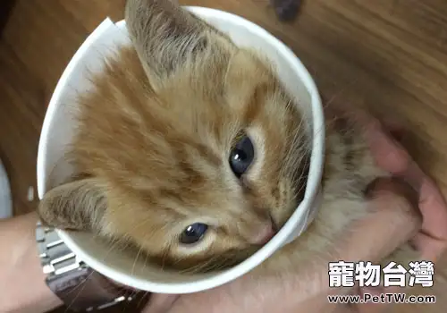 迷你寵物茶杯貓怎麼養？