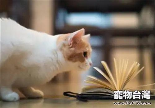 貓咪玩具也可從日常生活中發現（1圖）-寵物台灣