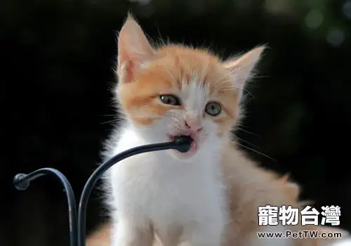 貓吃什麼能健康成長(1圖)-寵物台灣