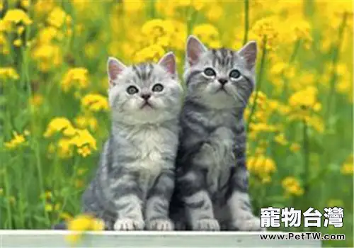 貓罐頭的保鮮秘籍（1圖）-寵物台灣