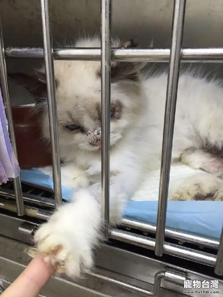 寵物貓癬病的診斷與治療