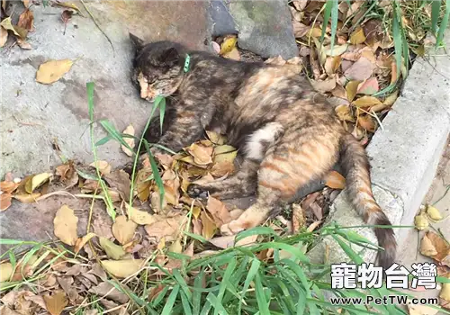 貓營養性腹水的治療(共5張圖片)-寵物台灣