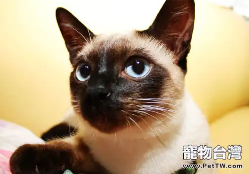 貓王子暹羅貓選購指南(1圖)-寵物台灣