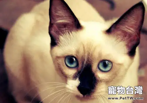 暹羅貓飼養小技巧(1圖)-寵物台灣