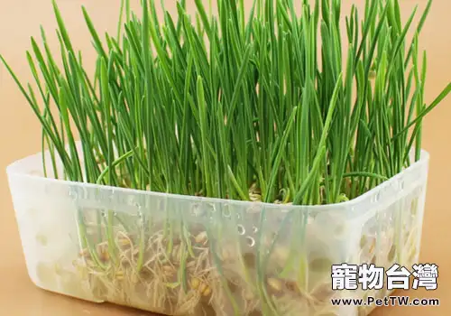 如何種植貓草