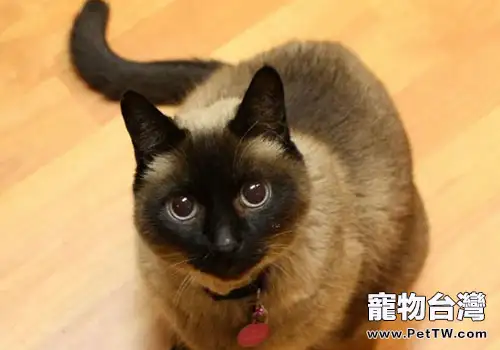 暹羅貓飼養必備用品介紹(1圖)-寵物台灣