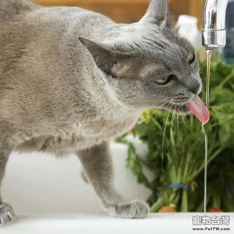 十個方法讓貓咪多喝水(1圖)-寵物台灣
