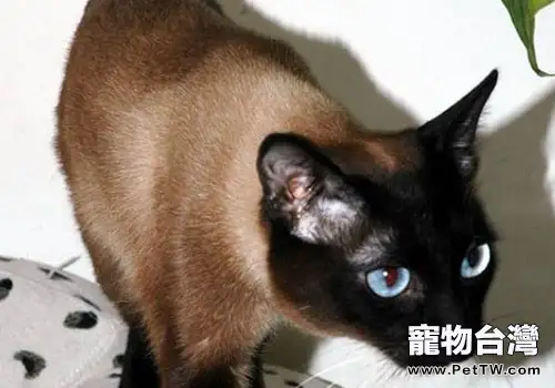 暹羅貓起源與泰國文明(1圖)-寵物台灣