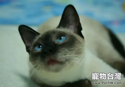 暹羅貓美容有什麼技巧？