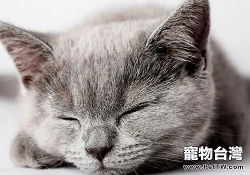 暫停母貓發情有沒有影響