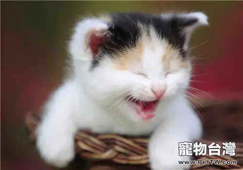 訓練貓咪使用貓抓板的小技巧